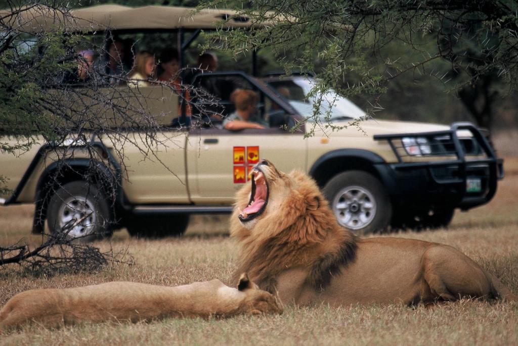 فندق ذا بالاس اوف ذا لوست سيتي أت صن سيتي ريزورت المظهر الخارجي الصورة Lion at the Ngorongoro Crater